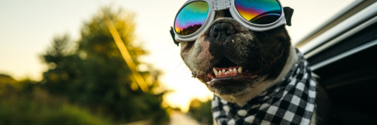 Tips for a Successful Road Trip with Your Dog
