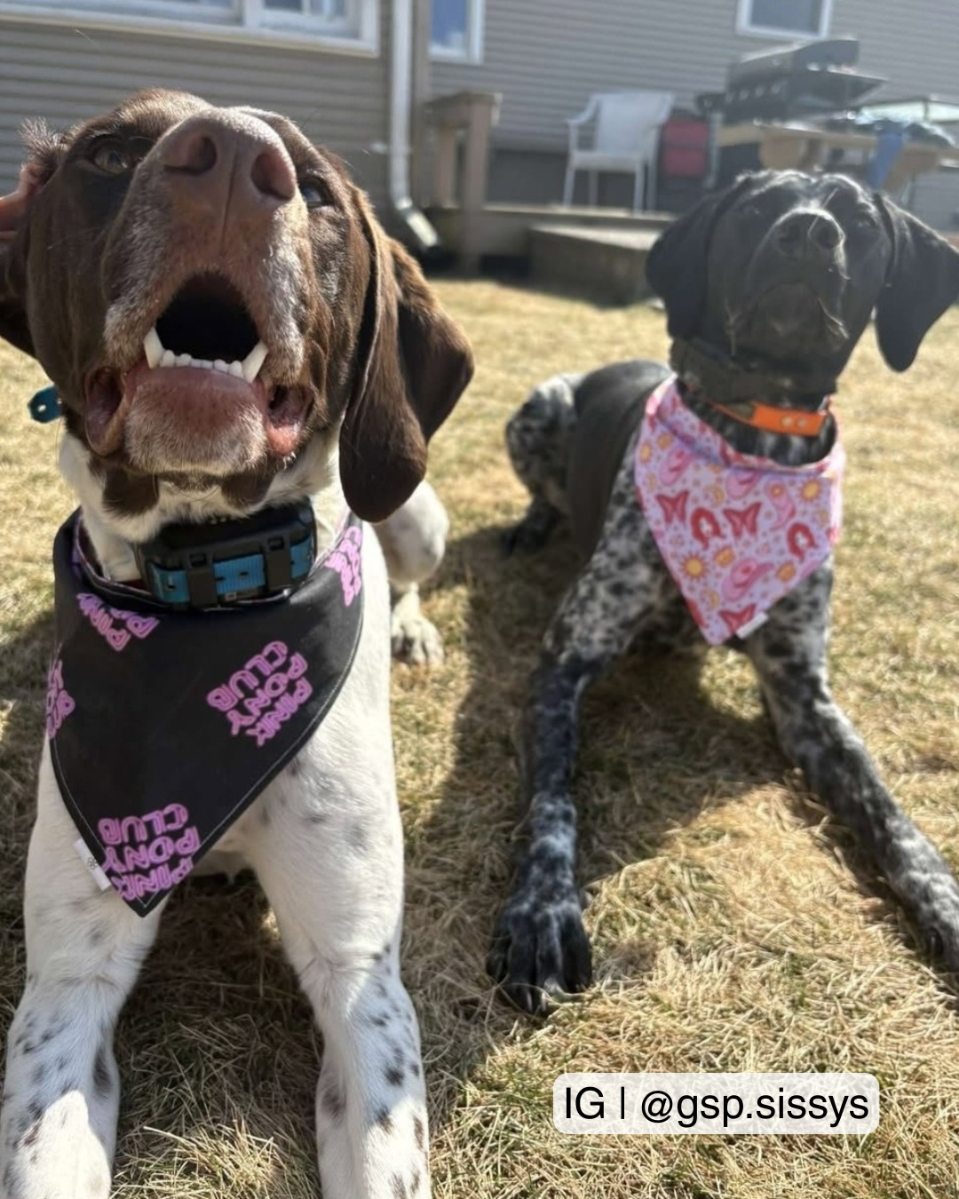 Pink Pony Girl bandana