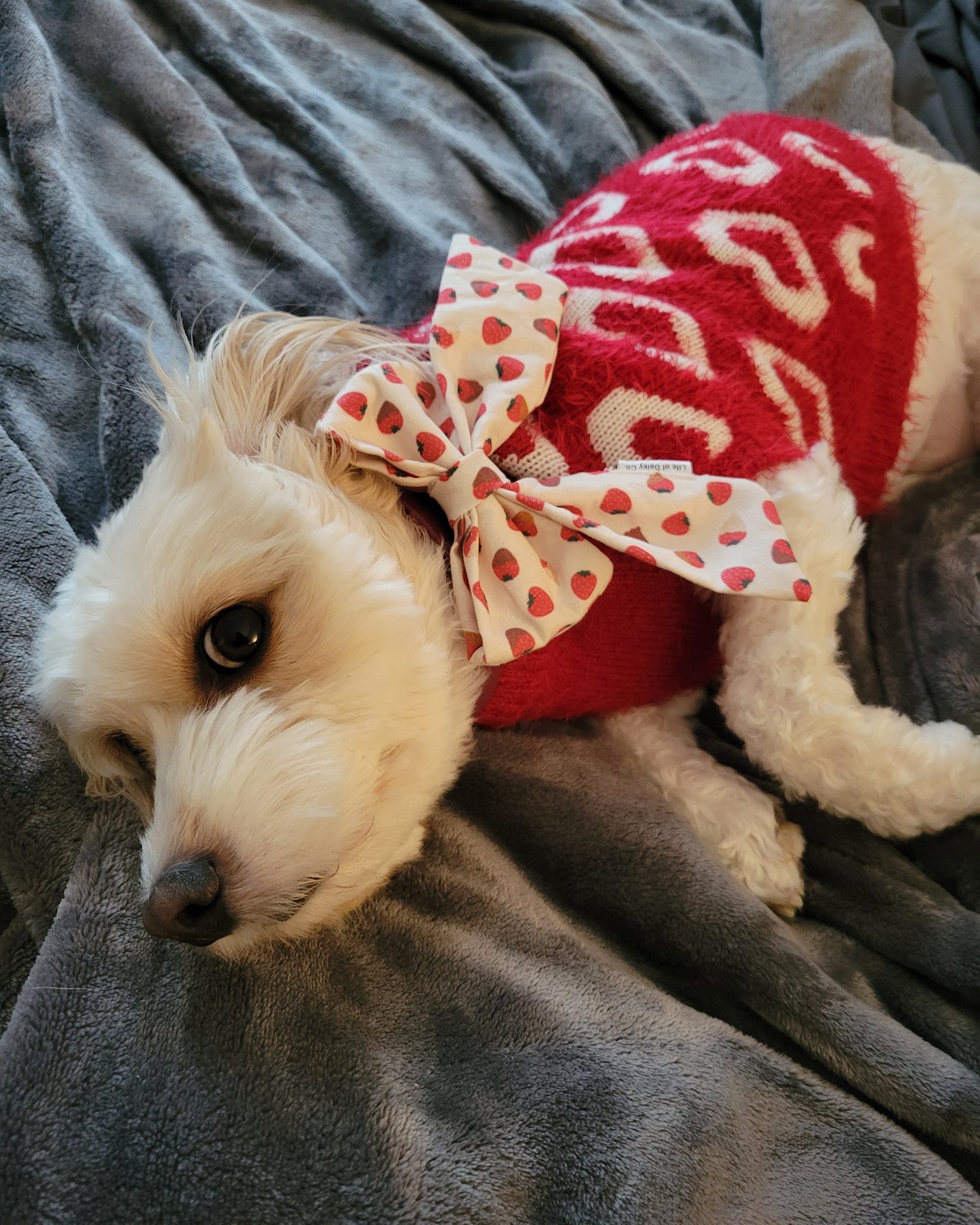 Dipped Strawberries over the collar bow