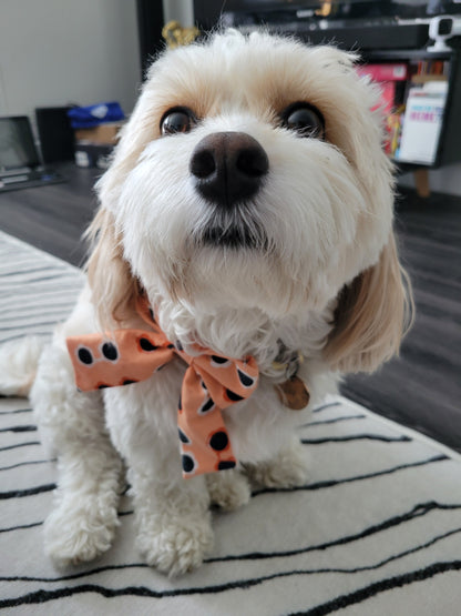 Sunglasses over the collar bow